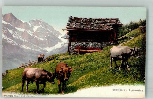 6390 Engelberg Foto AK Alpenweide Kühe