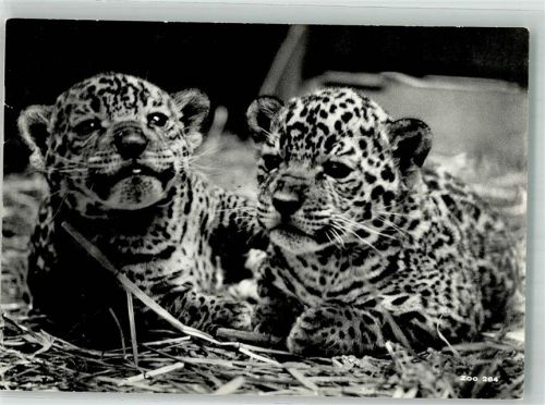 Zürich Junge Jaguare Zoo