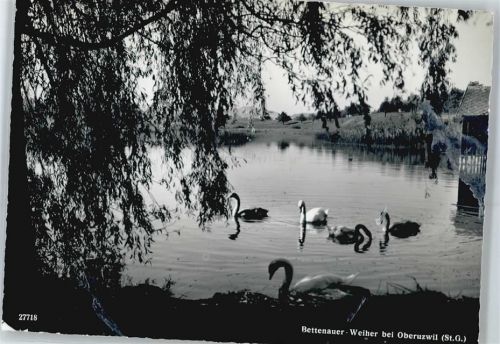 9242 Oberuzwil - Bettenauer-Weiher, Schwan
