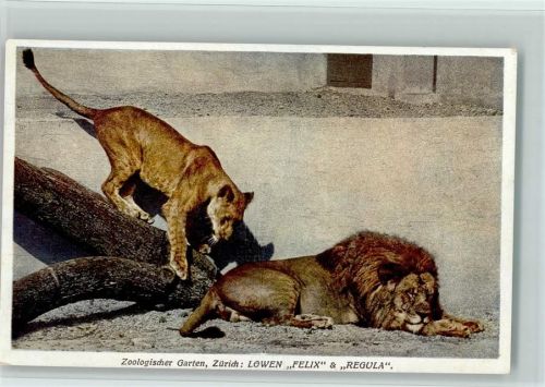 Zürich Zoologischer Garten Löwen Felix und Regula Zoo