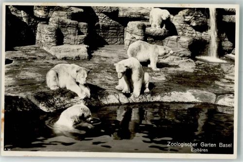 Basel Bâle Eisbären Zoo Foto AK
