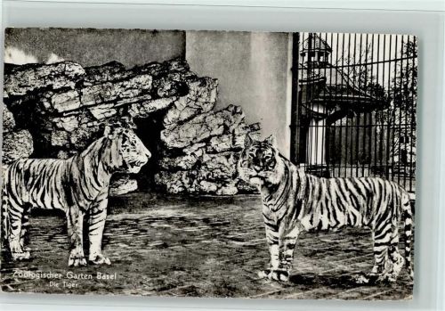 Basel Bâle Zoologischer Garten Tiger Zoo