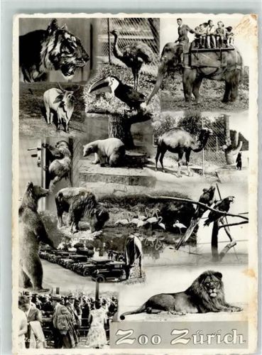 Elefant Bär Löwe Tiger Zoo 1943 Fotomontage AK