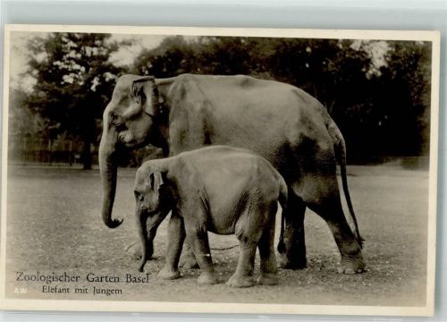 Elefant mit Jungen Zoo Foto AK