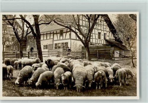 Nr. 2735 Schafherde im Garten AK Gaberell 1926 Foto AK