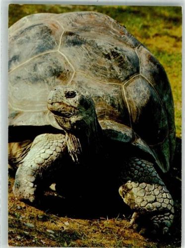 Elefanten-Schildkröte Zoo