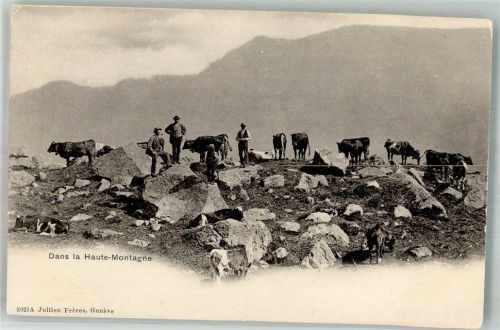 Foto AK Kühe im Hochgebirge