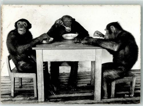 Zürich Schimpansen Zoo