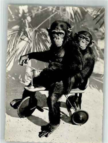 Zürich Schimpansen Toni u. Susi Zoo