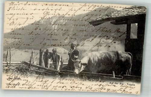 6072 Sachseln 1905 Foto AK Auf der Alp Tränke
