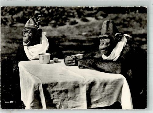 Zürich Schimpansen Zoo Gebrauchsspuren
