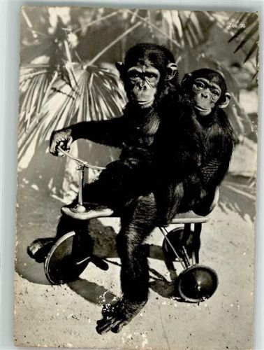Zürich Schimpansen Toni u. Susi Dreirad Zoo Gebrauchsspuren