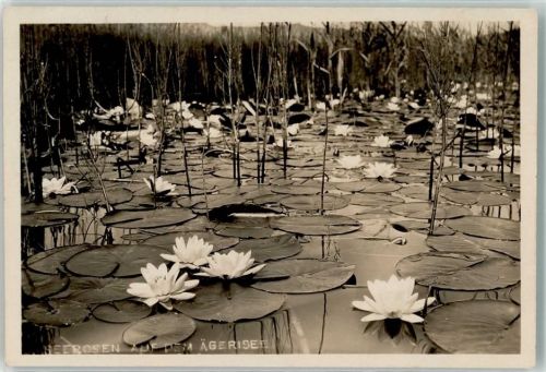 Aegerisee - Seerosen