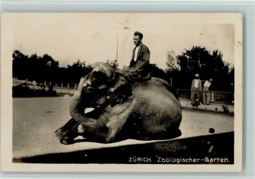 Zürich Zoolog. Garten Mann auf dem Rücken eines Elefanten Zoo