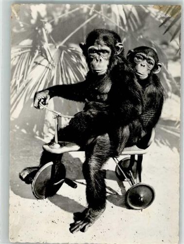 Zürich Schimpanse Toni und Susi Westafrika Zoo