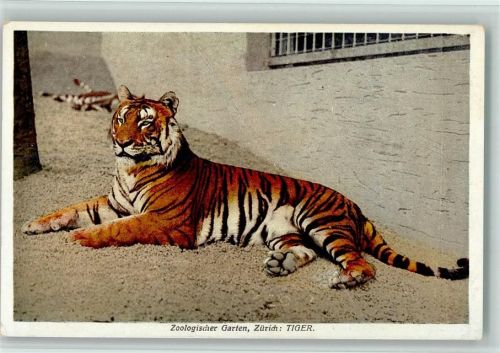 Zürich Zoolog. Garten Tiger Zoo