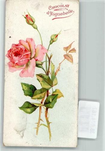 Rose Cocolat d`Aiguebelle Schokolade Werbe AK