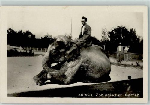 Elefant mit Einem Tierpfleger Foto Paul Bender AK Zoo 1940 Gebrauchsspuren