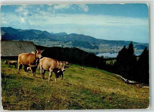 Sattelegg - Sihlsee Pilatus Rigi Kuhherde