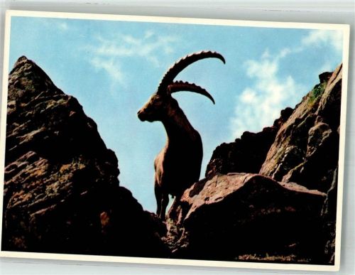Steinbock Bergtiere Fotograf Meerkämper Pro Infirmis Schweiz Foto AK