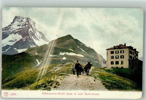 3920 Zermatt 1905 Foto AK Esel Schwarzsee Hotel Matterhorn