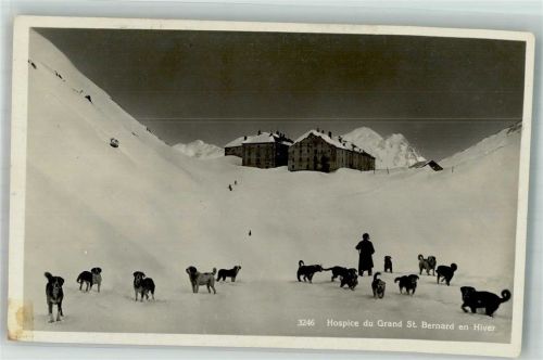 Grand-St-Bernard Winter Hospiz du Grand St. Bernhard Hunde Bernhardiner