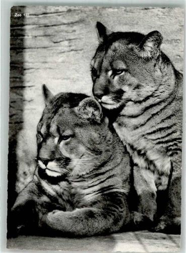 Zürich Puma Zoo
