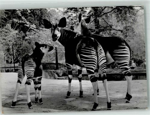 Basel Bâle Okapis Fotograf Steinemann Zoo Foto AK