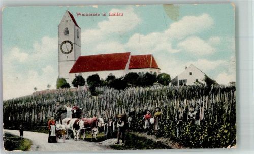 8215 Hallau 1909 Gebrauchsspuren Wein - Ernte Kirche