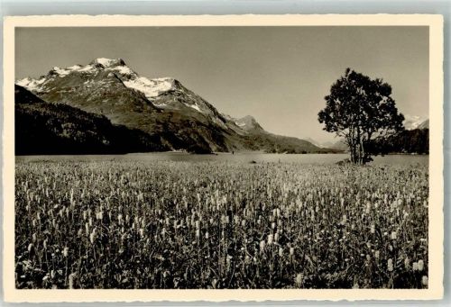 7515 Sils/Segl Baselgia Foto AK Piz della Margan