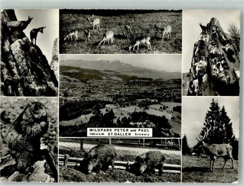 9000 St. Gallen S. Gallo Foto AK Wildpark Peter und Paul