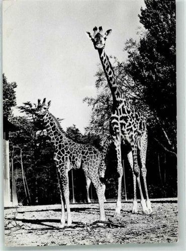 Basel Bâle Giraffe Haiggi Fotograf Steinemann Zoo Foto AK