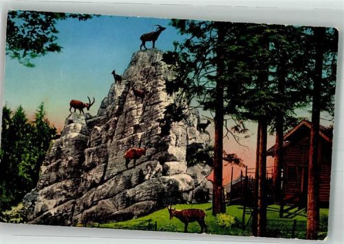 St. Gallen S. Gallo Steinbockfelsen im Wildpark Peter u. Paul Zoo