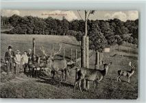 Zofingen Hirschpark AK Zoo 1907