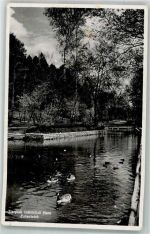 Bern Berne Tierpark Dählhölzli Ententeich Zoo 1940 Foto AK