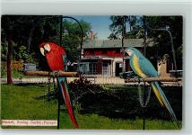 Basel Bâle Papageien AK Zoo 1923
