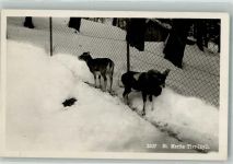 St. Moritz Winter Tier Idyll Zoo
