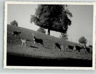 St. Gallen S. Gallo Wildpark Damwild Ort handschriftlich Zoo