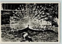 Bern Berne Pfau - Paons au Jardin d`acclimatation, Tierpark Dählhötzli, AK Zoo