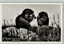 St. Gallen S. Gallo Murmeltiere Wildpark Peter u. Paul Zoo