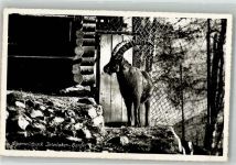 Interlaken Steinbock Zoo