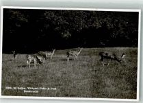 St. Gallen S. Gallo Wildpark Peter u. Paul Damhirschgruppe Zoo