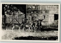 Schaffhausen Sciaffusa Damhirsch Kolonie i. Munotgraben Zoo