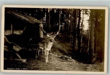 St. Gallen S. Gallo Wildpark Peter u. Paul Damhirsch Zoo