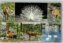 Goldau Natur u. Tierpark Gemse Pfau Hirsch Schwäne Zoo
