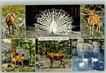 Goldau Natur u. Tierpark Gemse Pfau Hirsch Schwäne Zoo