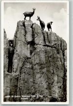 St. Gallen S. Gallo Wildpark Peter u. Paul Gemsen Zoo