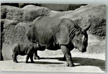 Basel Bâle Panzernashorn Yojmomi m. ihrem Jungen Zoo