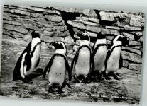 Basel Bâle Brillen-Pinguine Zoo