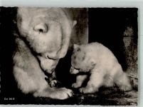 Zürich Eisbär-Mutter mit Baby Zoo Foto AK